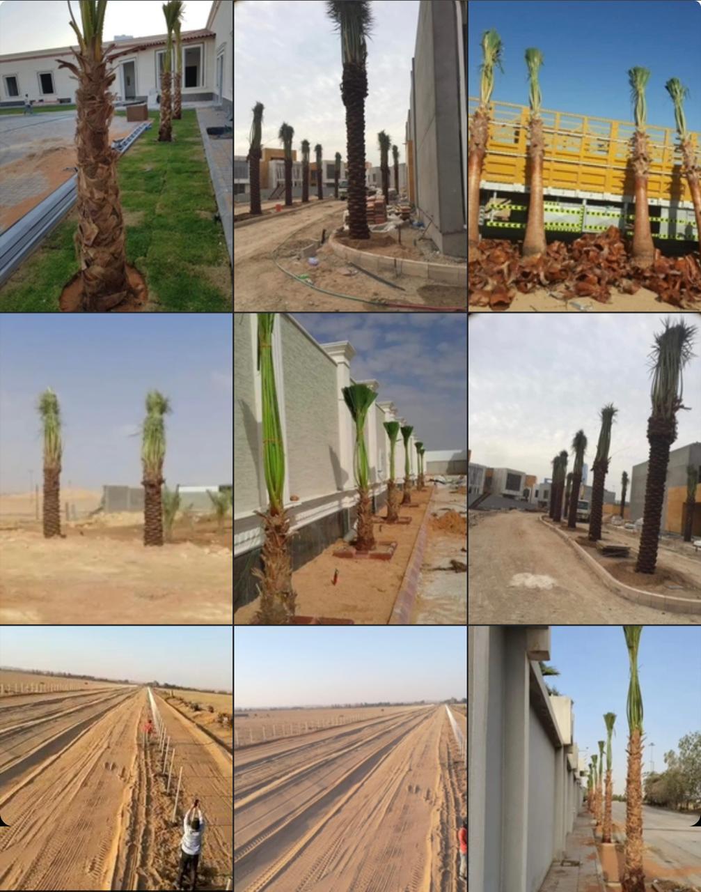 نخيل – توريد وزراعة نخيل بالرياض