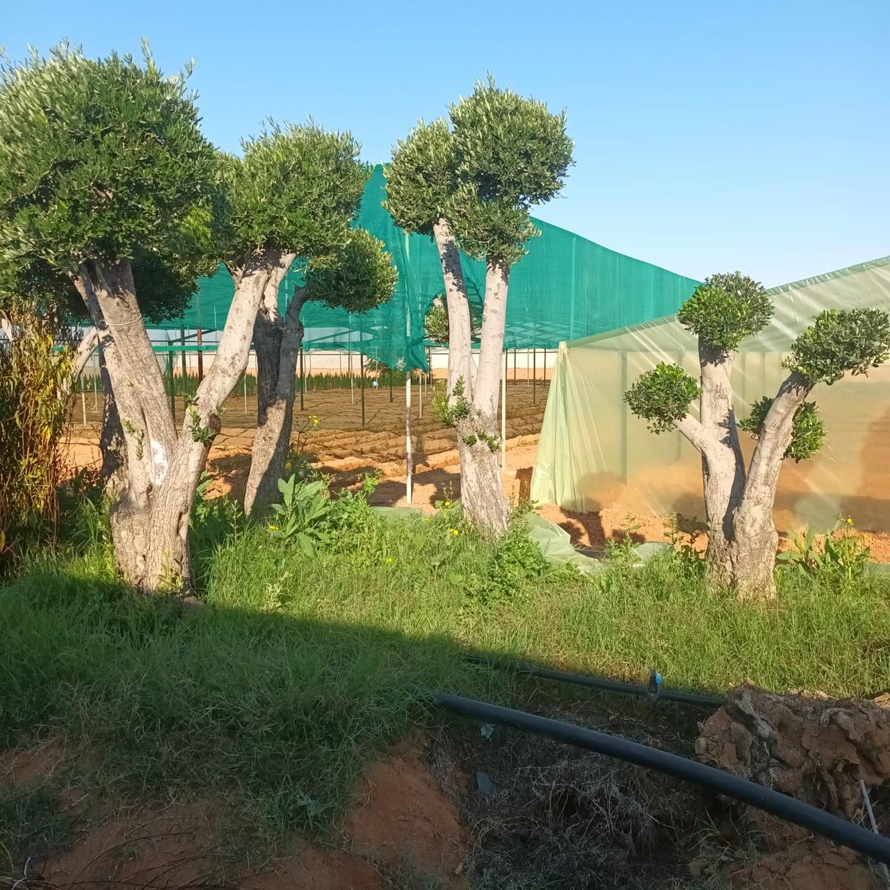 زراعة الأشجار – خدمات تنسيق وزراعة الأشجار بالرياض