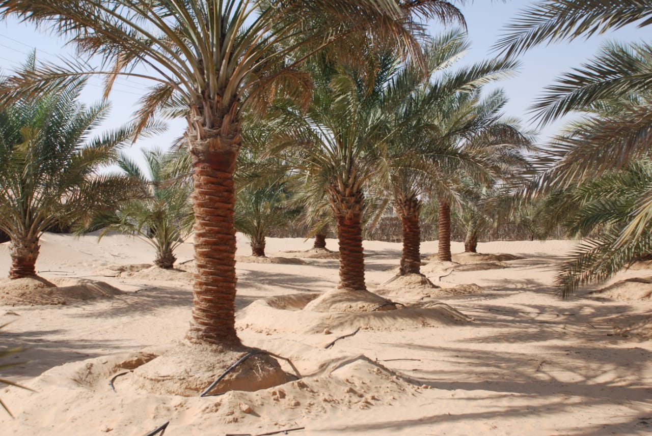 زراعة النخيل والتشجير