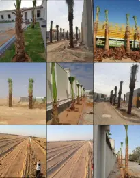 نخيل – توريد وزراعة نخيل بالرياض